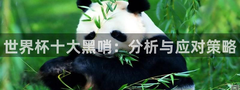 2026男足世界杯赛程：世界杯十大黑哨：分析与应对策略
